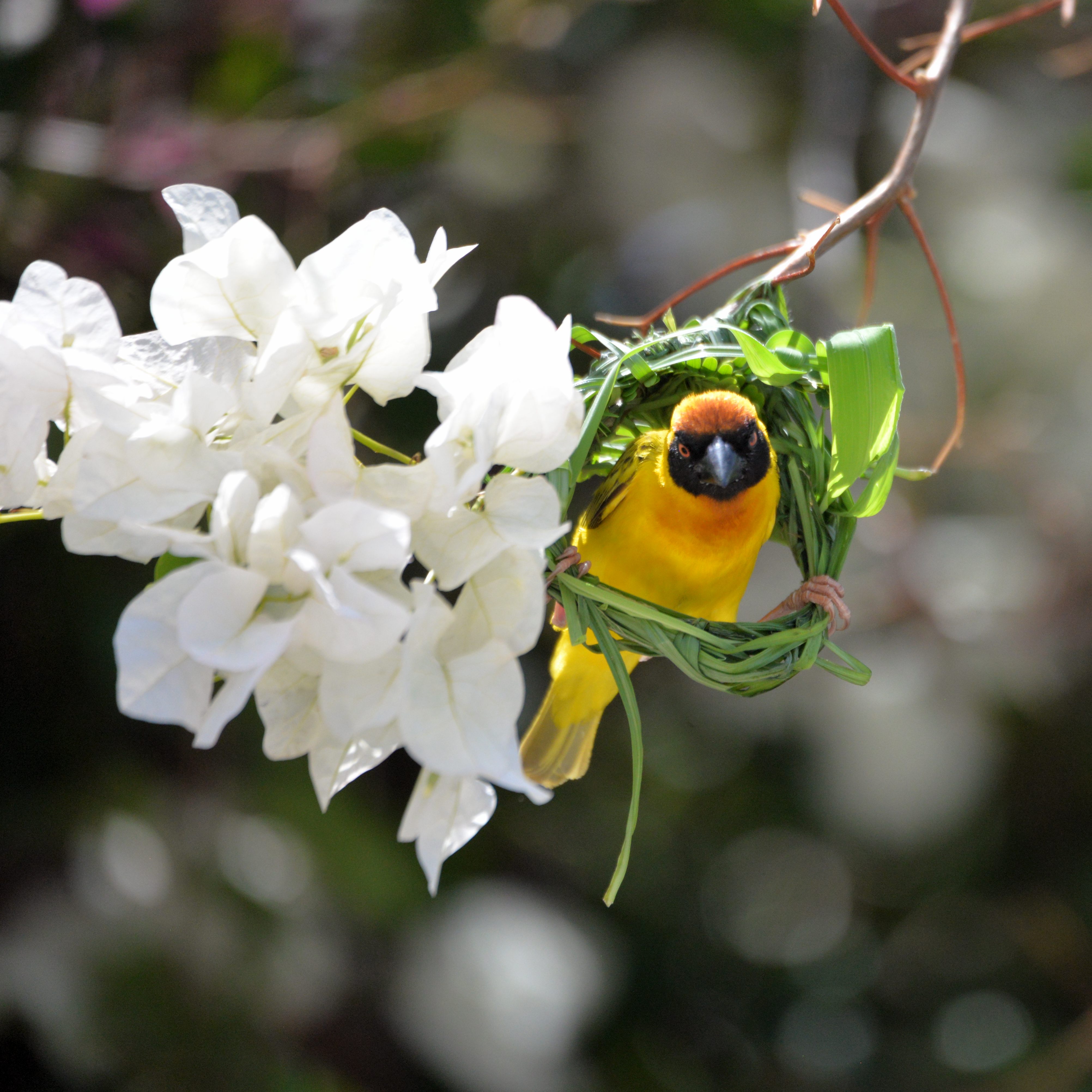 Tisserin vitellin (Vitelline masked weaver, Ploceus vitellinus) poursuivant la construction de son nid.